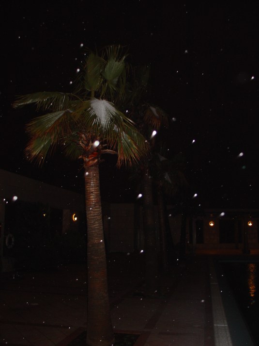Palm Tree with Snow Amman Jordan 2006