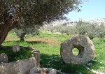 olive trees in field of patriarch jacob&nbsp;palestine